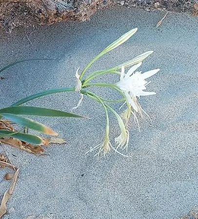 Ble 1br Vacation With Private Terrace