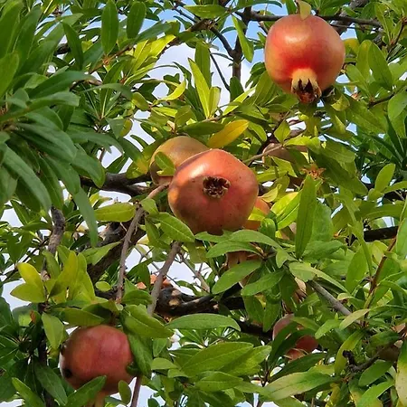 Ble 1br Vacation With Private Terrace 別荘 *