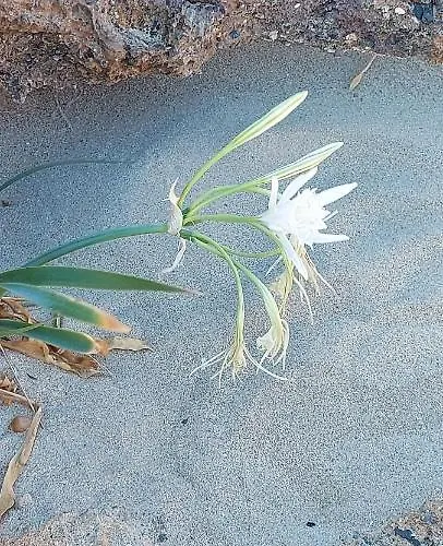 Ble 1br Vacation With Private Terrace