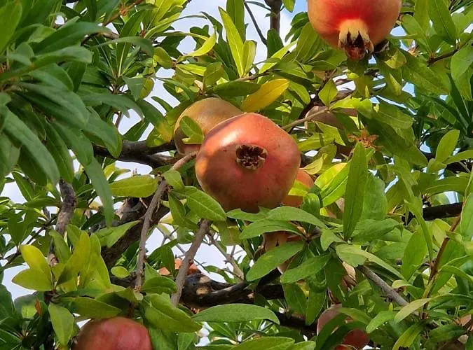 Ble 1br Vacation With Private Terrace בית נופש *