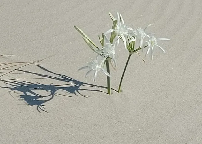 Ble 1br Vacation With Private Terrace בית נופש